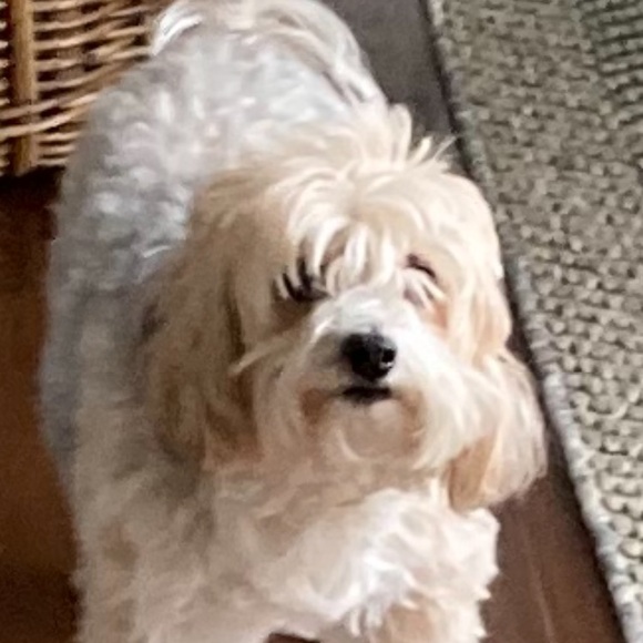 Meet your Posher, Amy - Picture 2 of 2